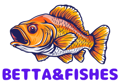 How often to feed betta fish?